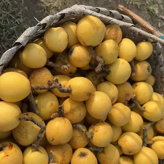 杭州白沙枇杷