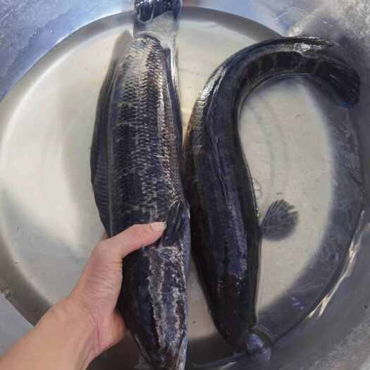 钦州黑鱼生鱼，质量好价格优惠