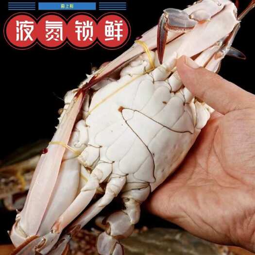 连云港梭子蟹