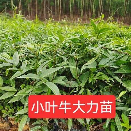 灵山县小叶牛大力苗