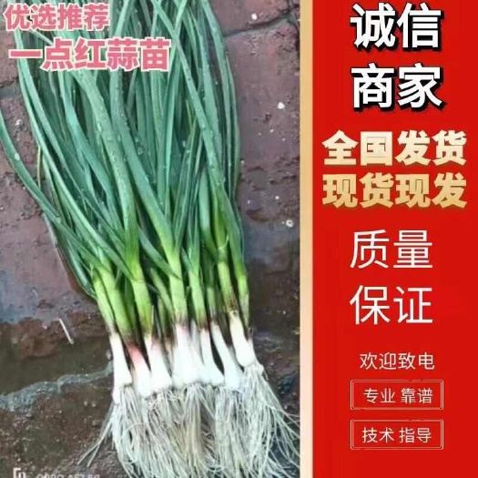 公主岭市一点红蒜苗