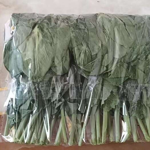 永登县嫩豆苗