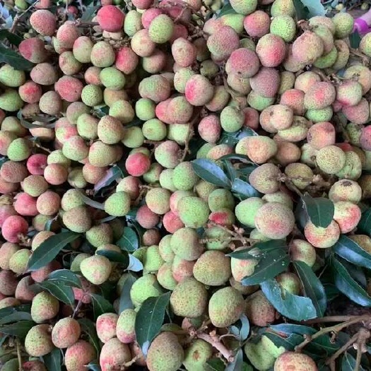 灵山县广西灵山三月红，大量货源充足地理位置优越，品质优良一条龙包装