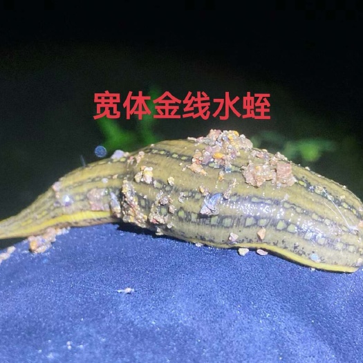 武汉宽体金线蛭成体
