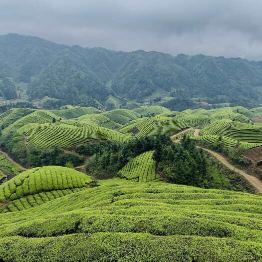 鹤峰县绿茶