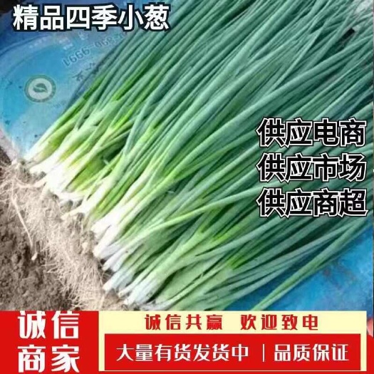 公主岭市东北精品香葱，小葱，大量上市，保质保量，一手货源，代发全国！