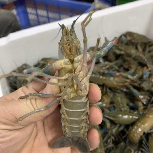 广州澳洲淡水蓝龙虾便宜批发了