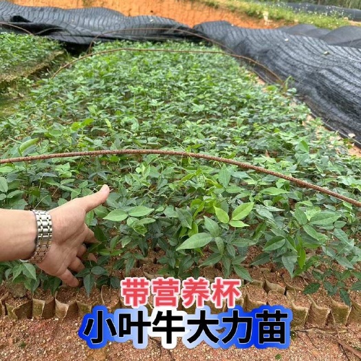 灵山县小叶牛大力杯苗小叶牛大力苗