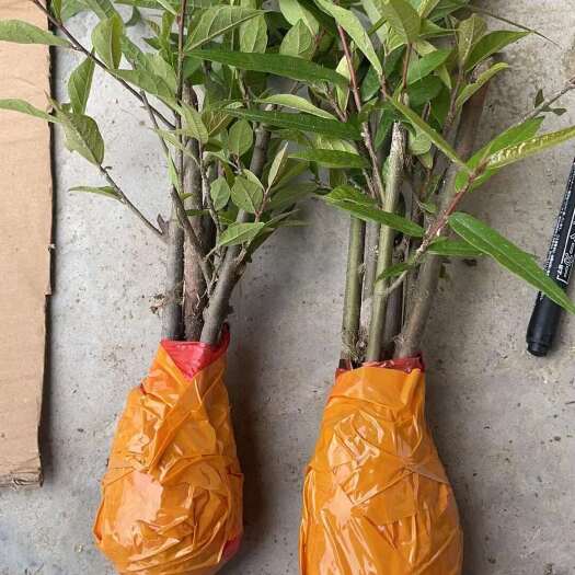 灵山县包邮牛奶树  白花牛奶根苗