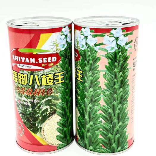 白芝麻种子矮脚八棱王白芝麻种子节节高芝麻种 子八棱仙芝麻种子