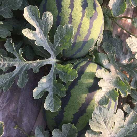 大名县瓜果蔬菜之乡