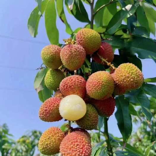 徐闻县荔枝