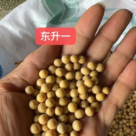 临沂芽豆批发直销