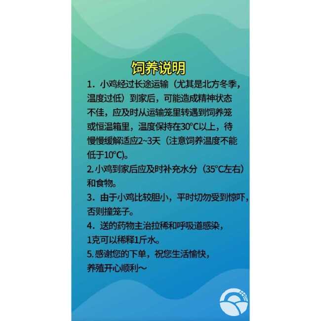 卢丁鸡成年鸡可以下蛋，一年可下280枚