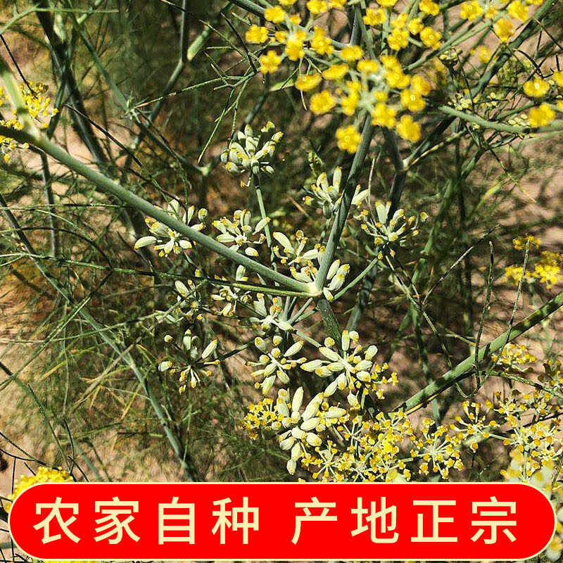 精選優(yōu)質(zhì)小茴香全干無(wú)硫100g起包郵