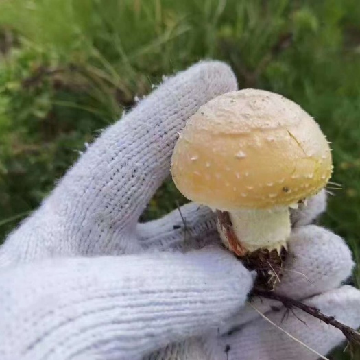 青海祁连野生黄蘑菇