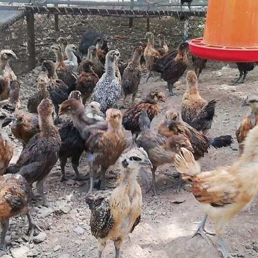 昆明武定壮鸡苗 脱温苗