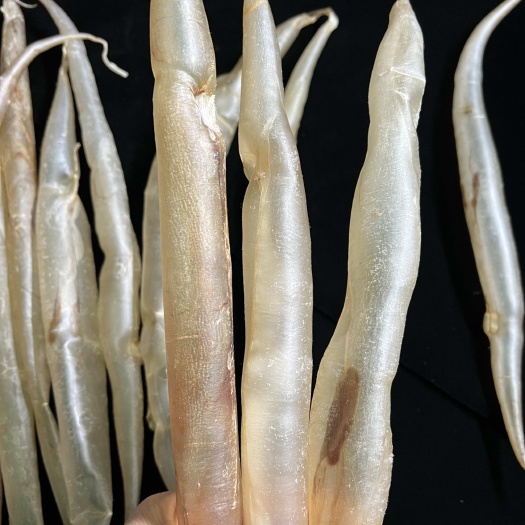 广州鳗鱼胶清水无油厚肉鳝鱼肚鱼泡胶海产干货