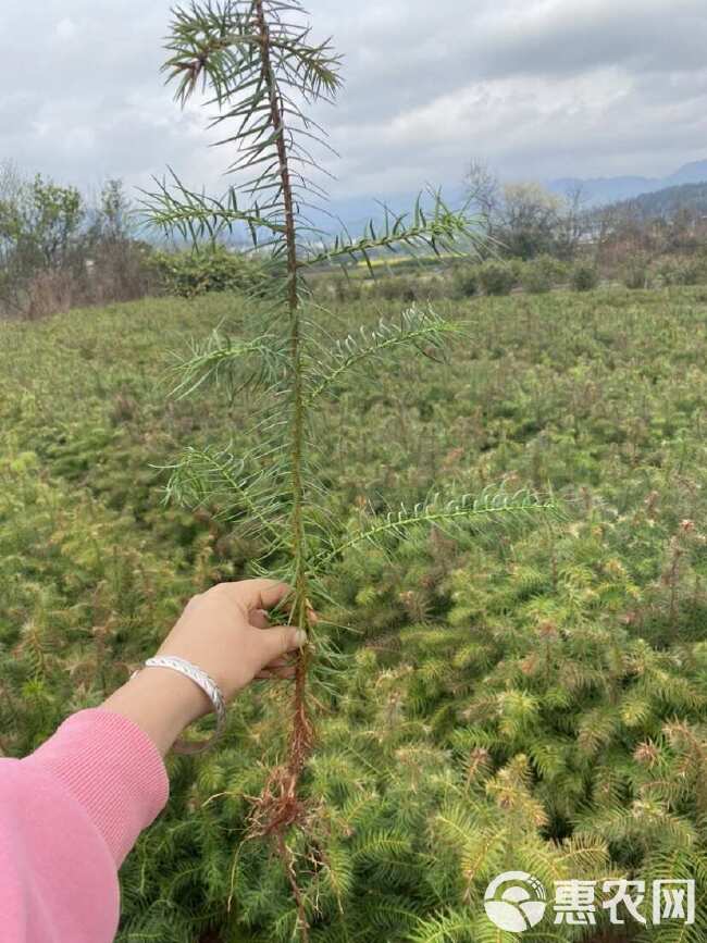 杉木小苗，江西杉树苗，红心杉木苗