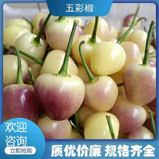 容县五彩椒，新鲜采摘，当天发货，