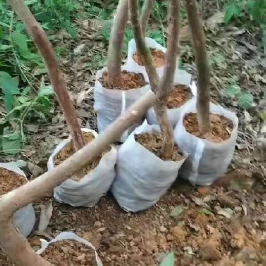 上林县桃金娘大苗现采现发，泥浆蘸根，可略带枝叶一次生意一生朋友