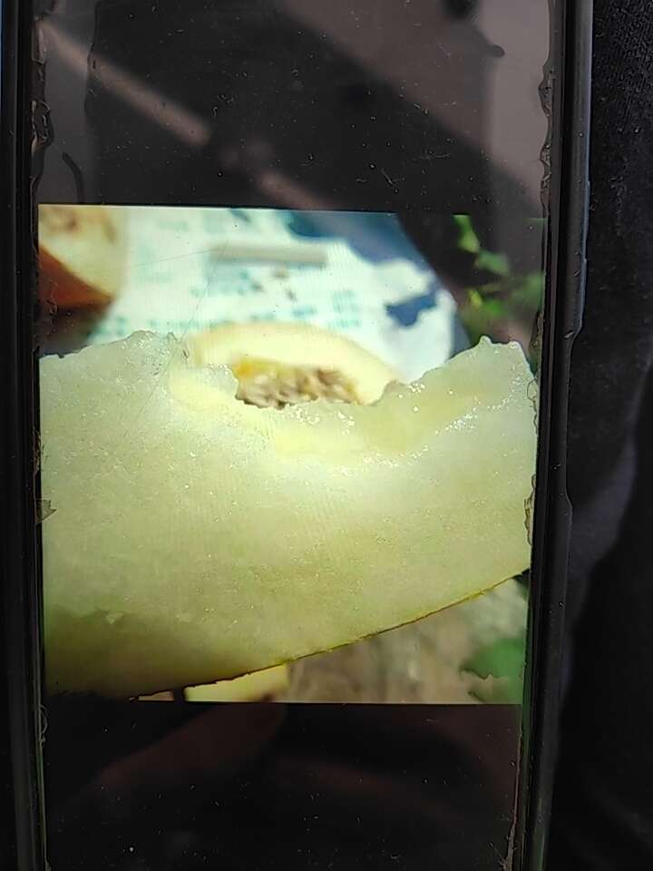 华莱士含有大量的碳水化合物及营养物质，口感多汁