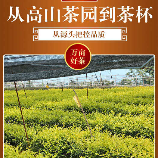 松阳县黄金芽绿茶