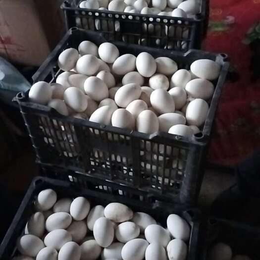  鹅蛋