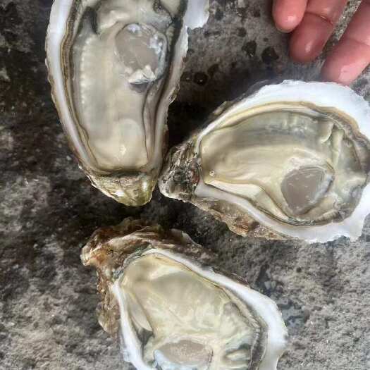 湛江白蚝