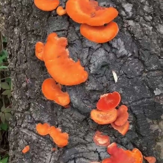 樟芝  又称血红栓菌 红云芝 天然纯正，保质保量