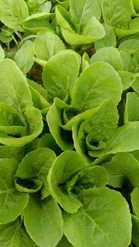 奶油小白菜  快菜