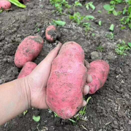 冕宁县红皮黄心