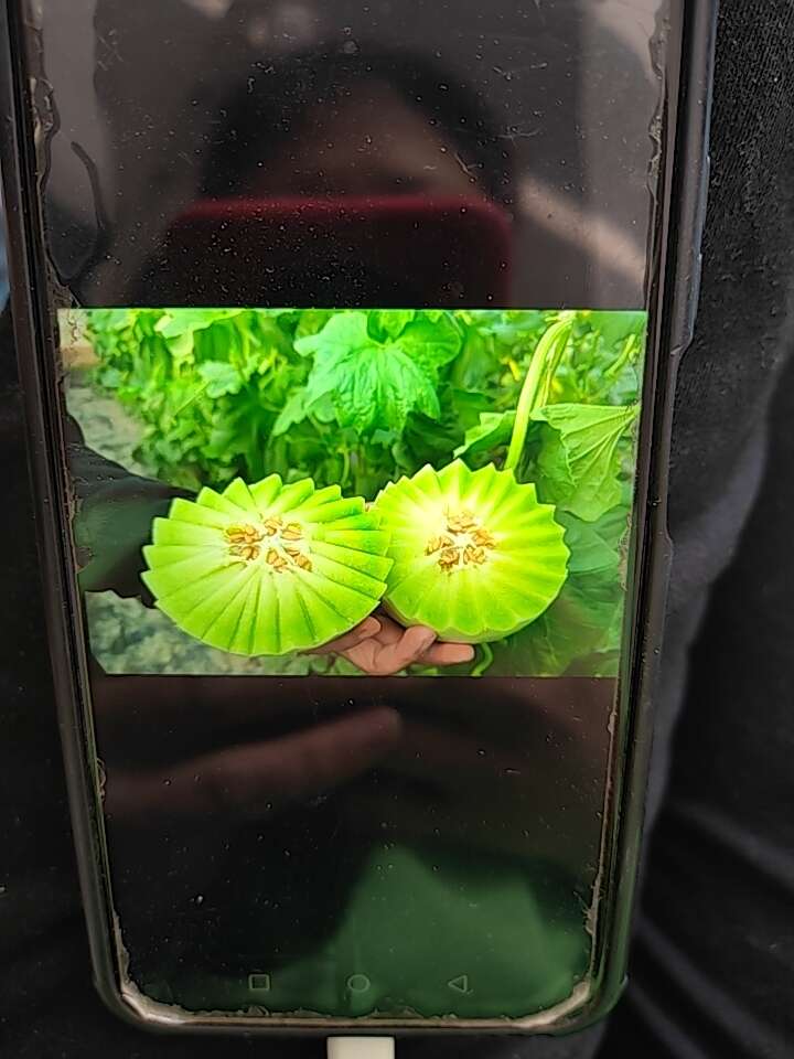 华莱士含有大量的碳水化合物及营养物质，口感多汁