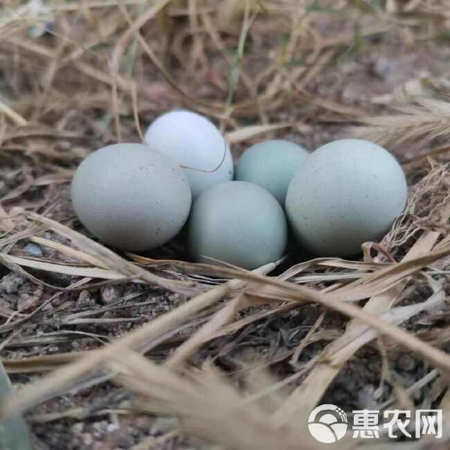 卢丁鸡成年鸡可以下蛋，一年可下280枚