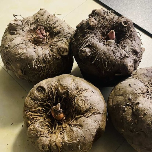 新化县湖南高山魔芋新鲜魔芋豆腐材料白魔芋花魔芋