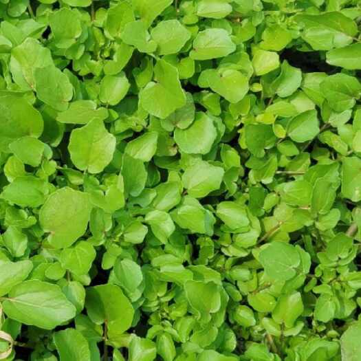  山野菜