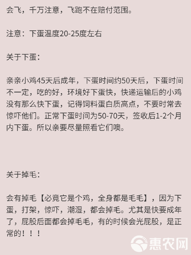 卢丁鸡成年鸡可以下蛋，一年可下280枚