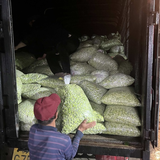 南通25年新货新鲜大白皮蚕豆籽