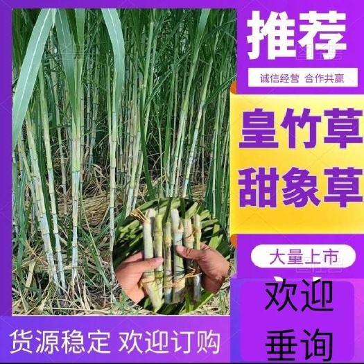 台山市（基地直供）甜象草无毛牧草青贮牛羊鸡鸭饲料