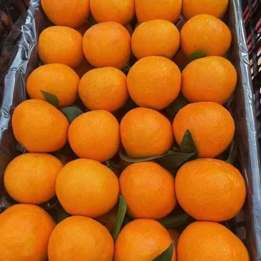 荣县青见果冻橙大量有货