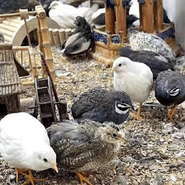 卢丁鸡成年鸡可以下蛋，一年可下280枚