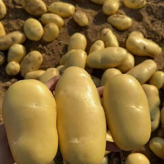 沂水县24年新土豆荷兰十五黄皮黄心产地批发一手货源代发全国