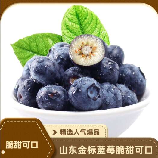 山东优质蓝莓基地L25/F6/H5/云雀/优瑞卡/等优质品种