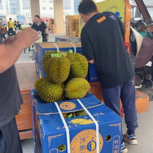 南宁泰国金枕榴莲