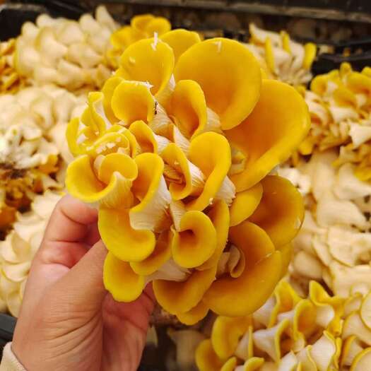 西宁新鲜鸡油菌8元一斤产地直发