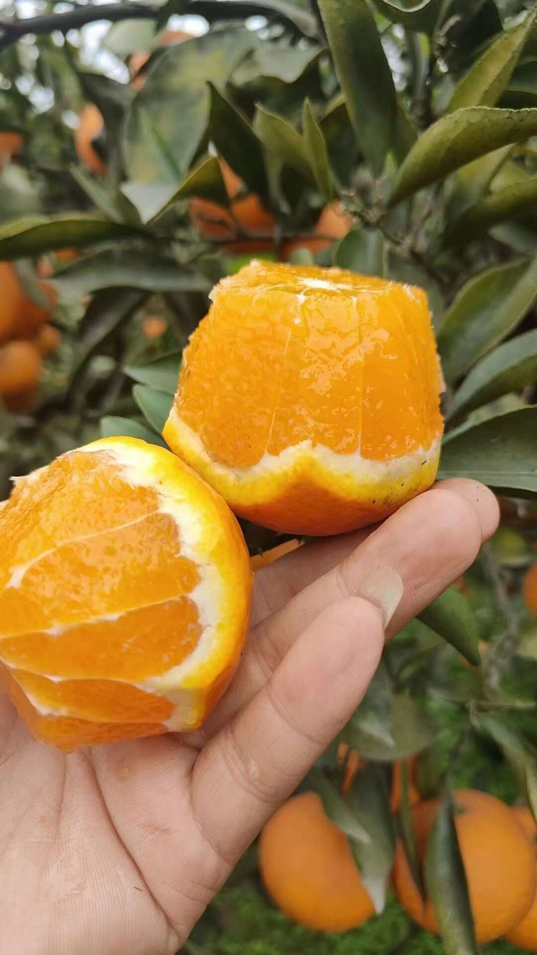 青见果冻橙，甜度高，一手货源