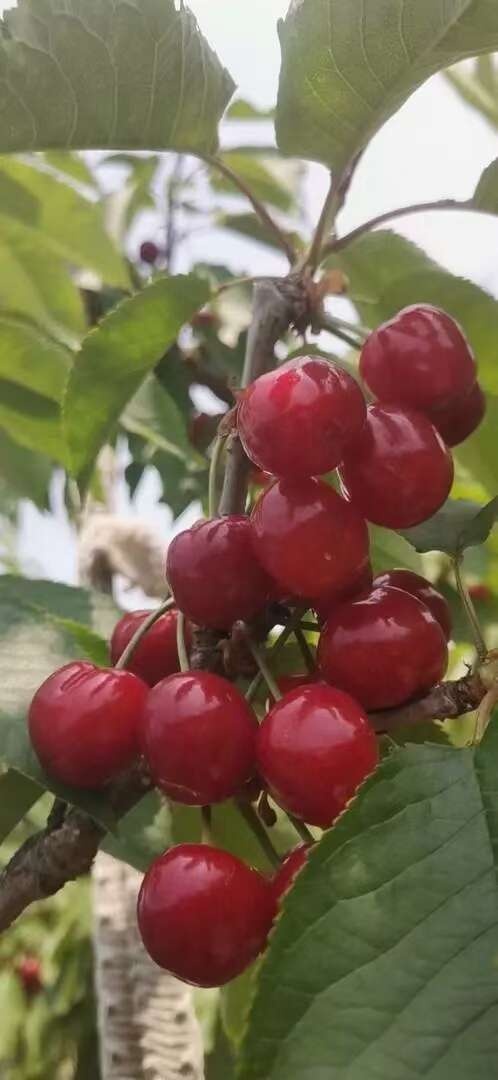 海阳市自家樱桃园传统方法种植，天然沙土地，神秘经纬37度口感独特