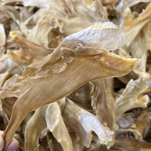 广州鱼翅大量批发蝉翅足干原色