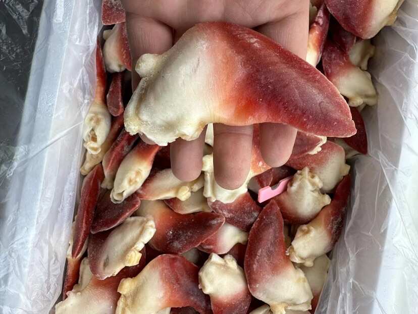 原汁北极贝原汁兰花蚌刺身食材三文鱼拼盘伴侣食材海鲜自助食材