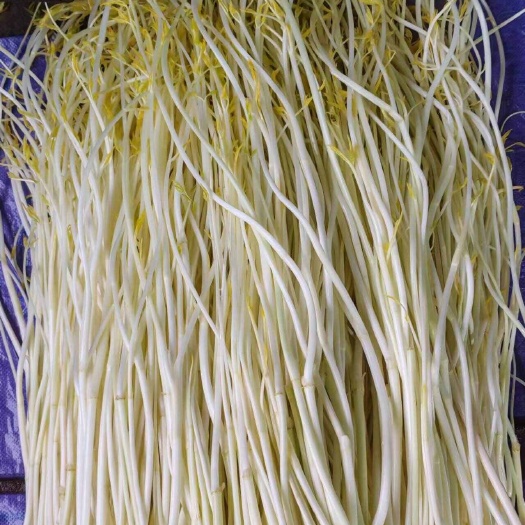  白芹